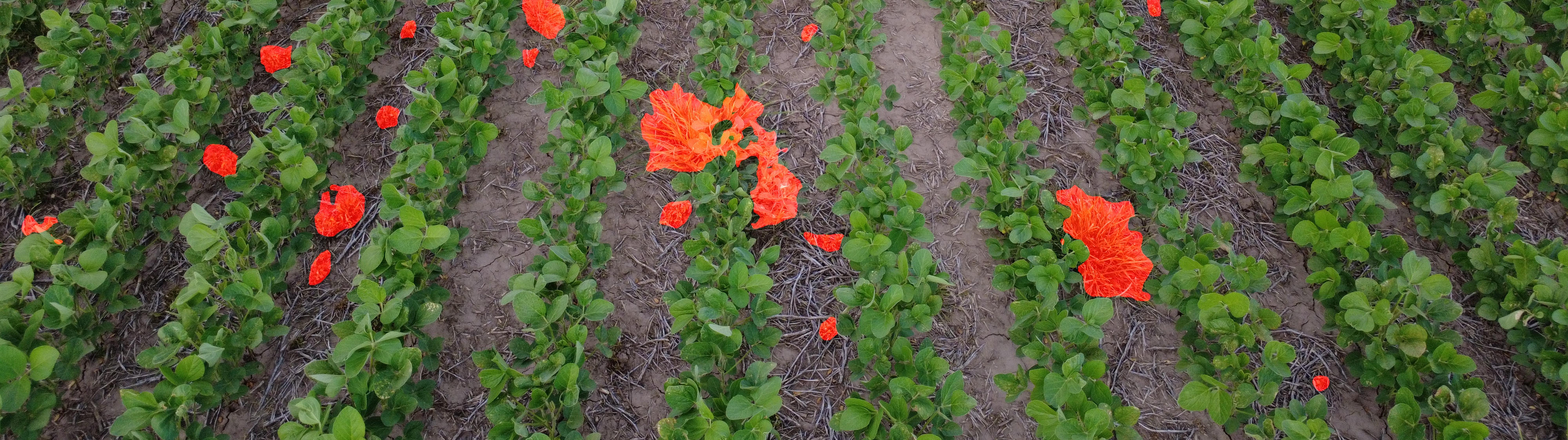 Detección de malezas con IA en cultivo de soja